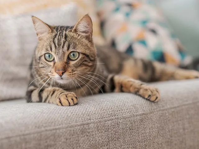 Hausbesuch vom Tierarzt