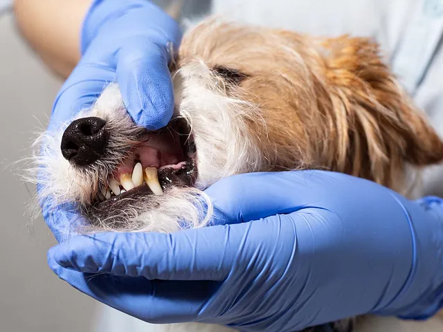 Zahnbehandlung beim Hund