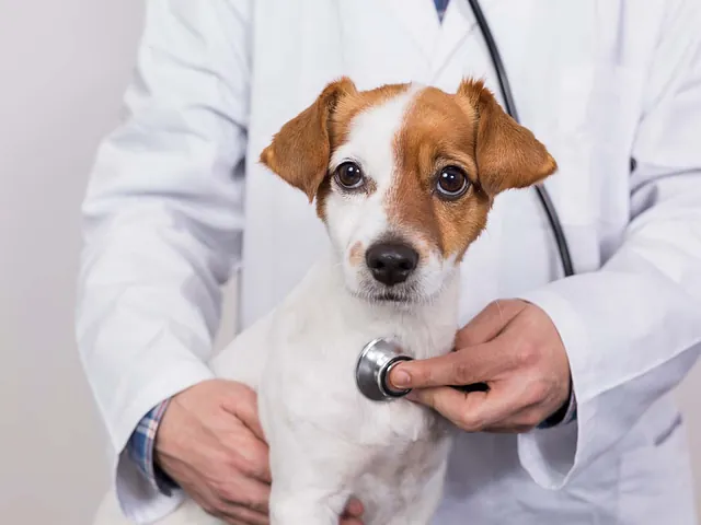 Vorsorgeuntersuchung beim Hund